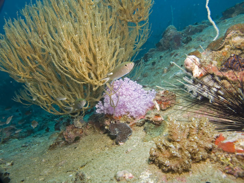 Underwater Scene, Shark Point